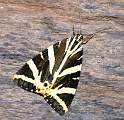  Jersey Tiger moth near Combes